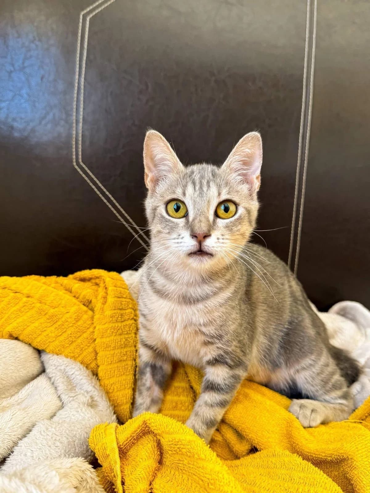 Ella 🐾 bringt dich zum Lächeln, female young mixed breed for adoption at Heroes for Cyprus Cats / Zypernkatzen, Kirchheim bei München
