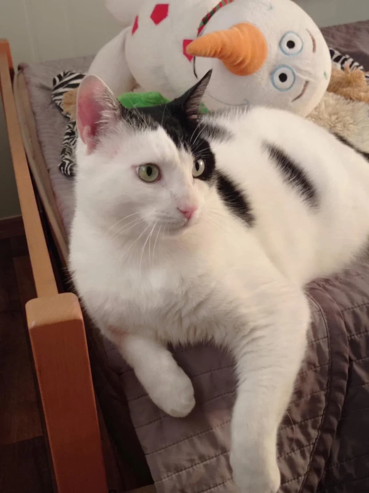 Funtik, male 3yo mixed breed for adoption at Heroes for Cyprus Cats / Zypernkatzen, Kirchheim bei München