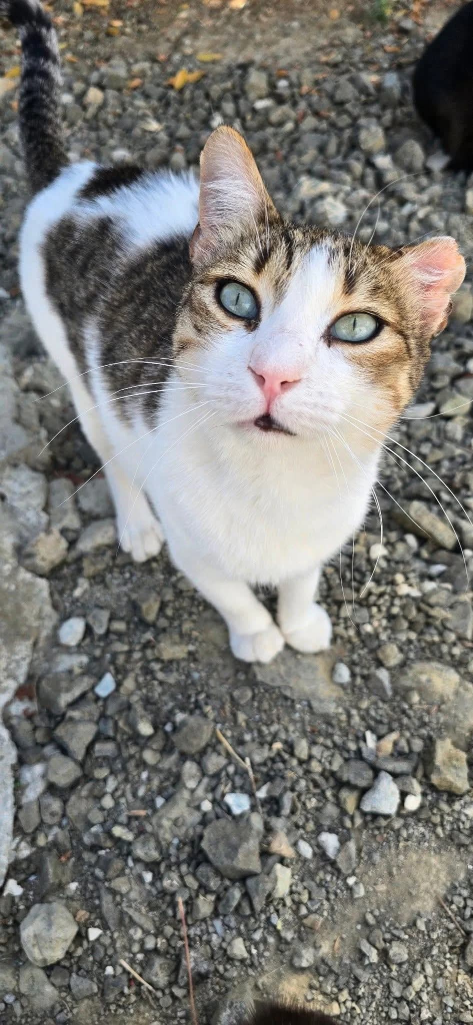 Mateo 🐾 mit der Engelsstimme, male 4yo mixed breed for adoption at Heroes for Cyprus Cats / Zypernkatzen, Kirchheim bei München