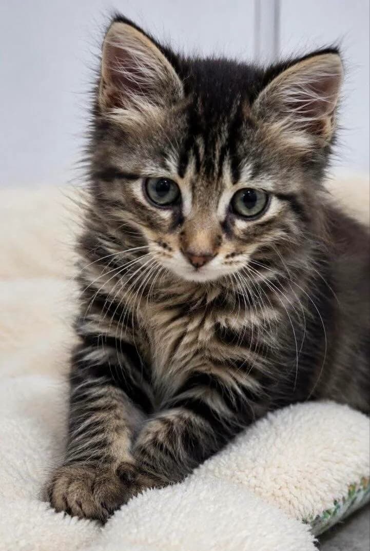 Brookie 🐾, male puppy mixed breed for adoption at Heroes for Cyprus Cats / Zypernkatzen, Kirchheim bei München