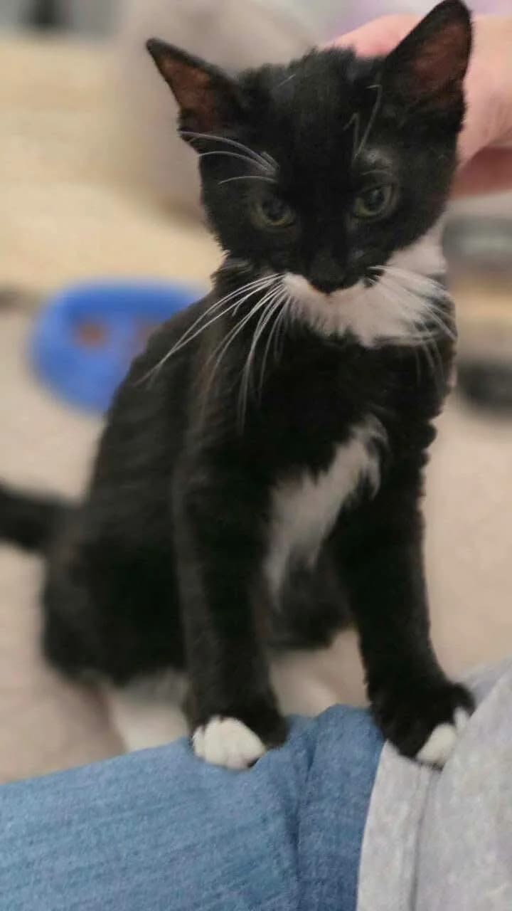 Dorian 🐾 der Schatten, male puppy mixed breed for adoption at Heroes for Cyprus Cats / Zypernkatzen, Kirchheim bei München