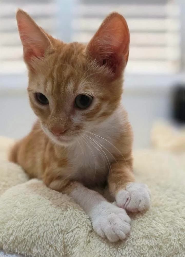 Maliko 🐾, male puppy mixed breed for adoption at Heroes for Cyprus Cats / Zypernkatzen, Kirchheim bei München
