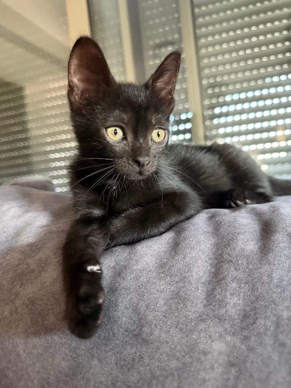 Atlas 🐾, male puppy mixed breed for adoption at Heroes for Cyprus Cats / Zypernkatzen, Kirchheim bei München