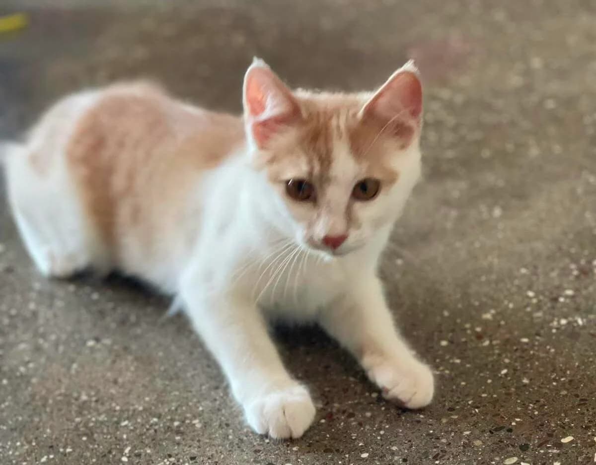 Nimbus 🐾 die kleine Wolke ☁️, male puppy mixed breed for adoption at Heroes for Cyprus Cats / Zypernkatzen, Kirchheim bei München
