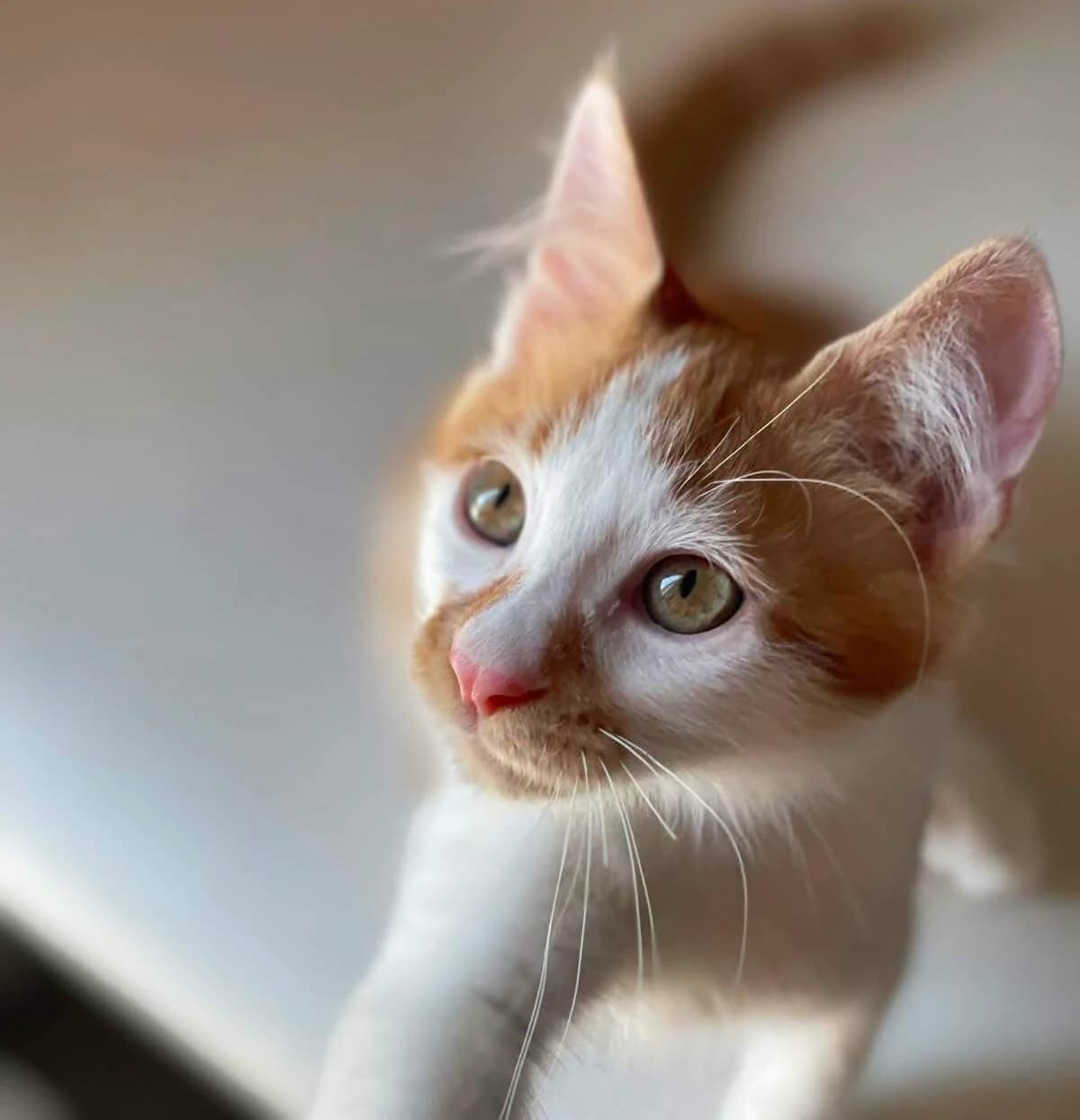 Tanos 🐾, male puppy mixed breed for adoption at Heroes for Cyprus Cats / Zypernkatzen, Kirchheim bei München