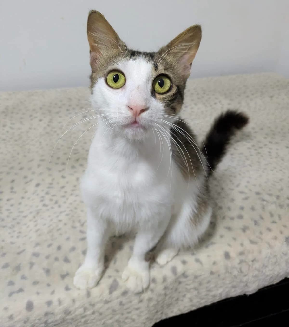Hoshi 🐾 der große Stiefbruder, male young mixed breed for adoption at Heroes for Cyprus Cats / Zypernkatzen, Kirchheim bei München