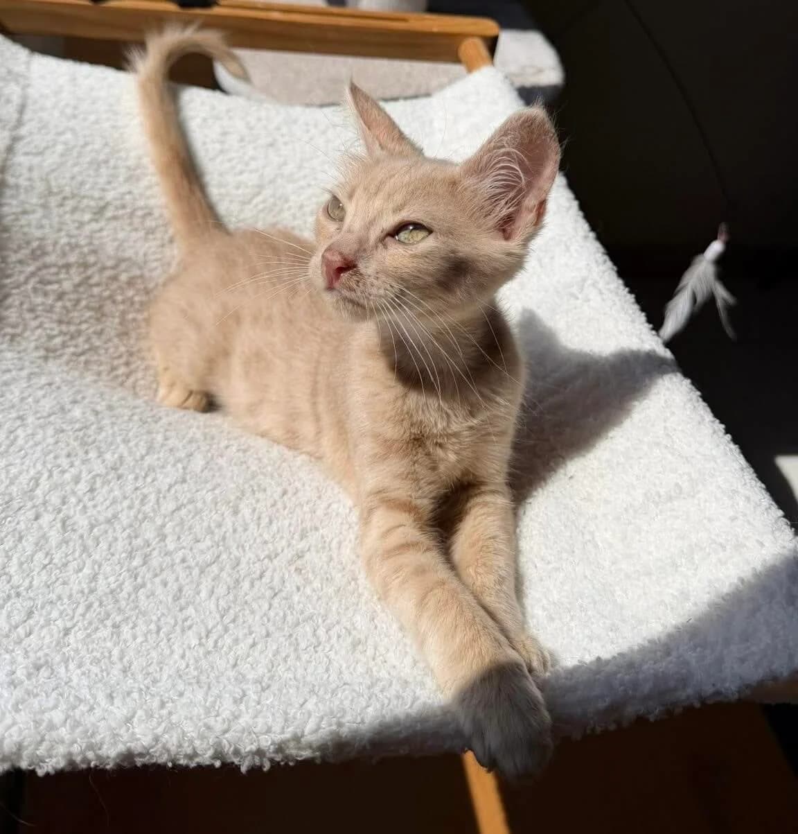 Nuts 🐾, male puppy mixed breed for adoption at Heroes for Cyprus Cats / Zypernkatzen, Kirchheim bei München