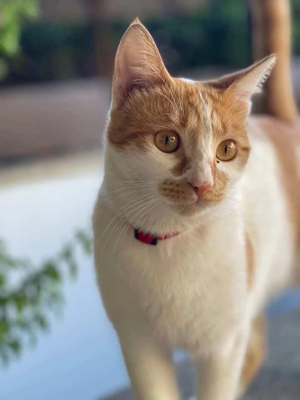 Aglai 🐾, female young mixed breed for adoption at Heroes for Cyprus Cats / Zypernkatzen, Kirchheim bei München