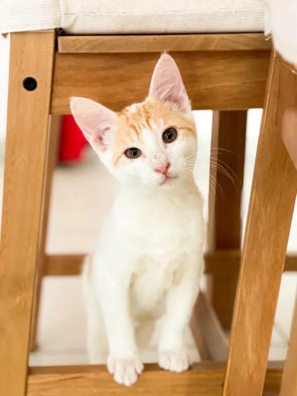 Indiana Jones 🐾 der Entdecker, male puppy mixed breed for adoption at Heroes for Cyprus Cats / Zypernkatzen, Kirchheim bei München