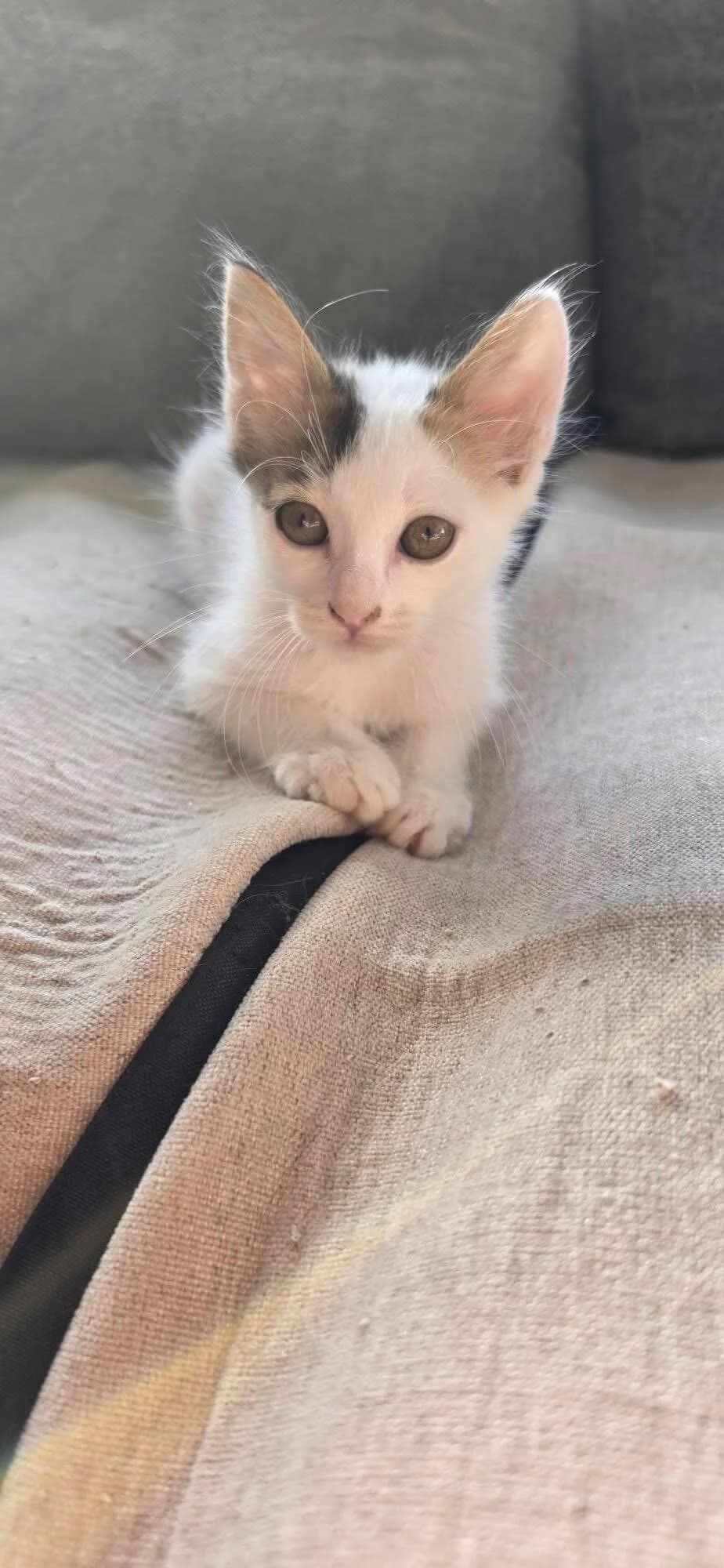 Patrick 🐾 der Freigeist, male puppy mixed breed for adoption at Heroes for Cyprus Cats / Zypernkatzen, Kirchheim bei München