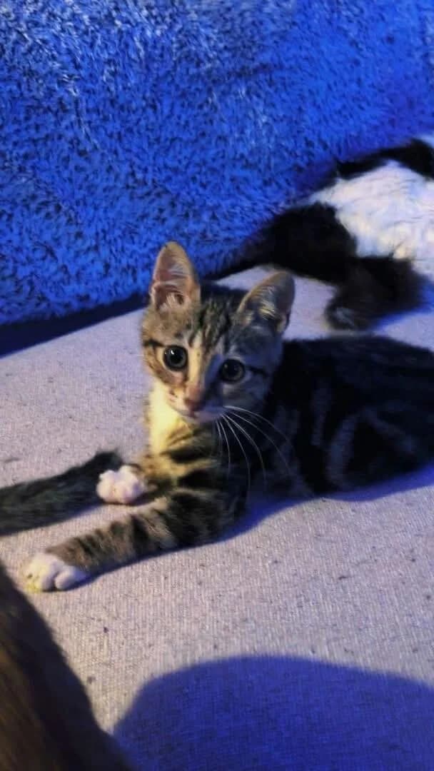 Destino 🐾 hat, male puppy mixed breed for adoption at Heroes for Cyprus Cats / Zypernkatzen, Kirchheim bei München