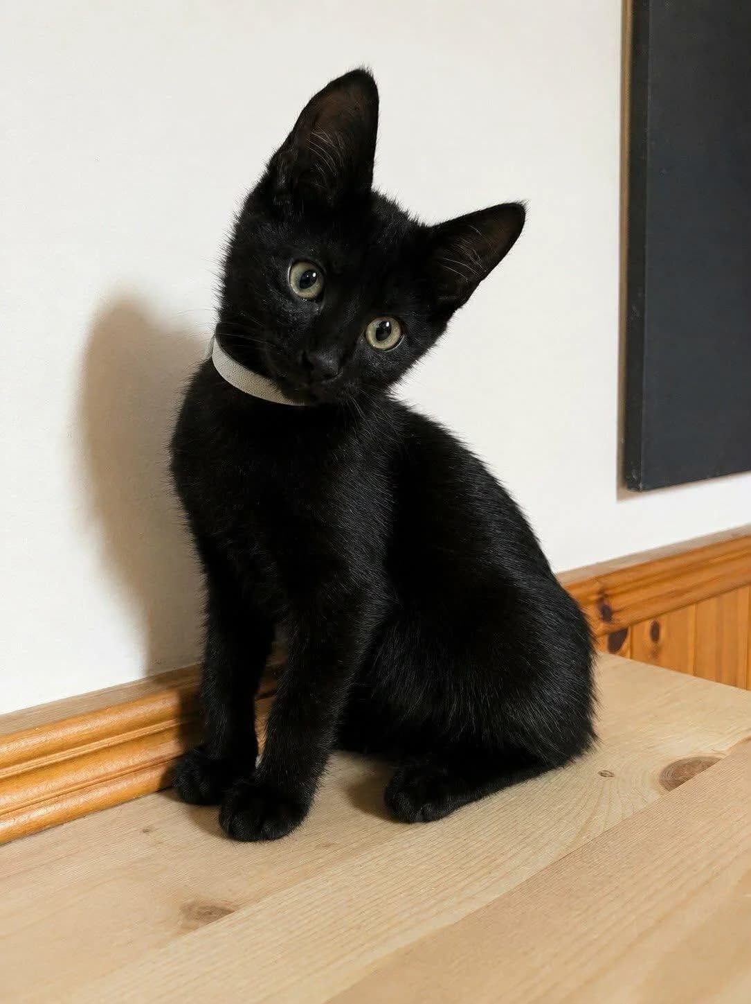 Fergus 🐾 der Stille, male puppy mixed breed for adoption at Heroes for Cyprus Cats / Zypernkatzen, Kirchheim bei München