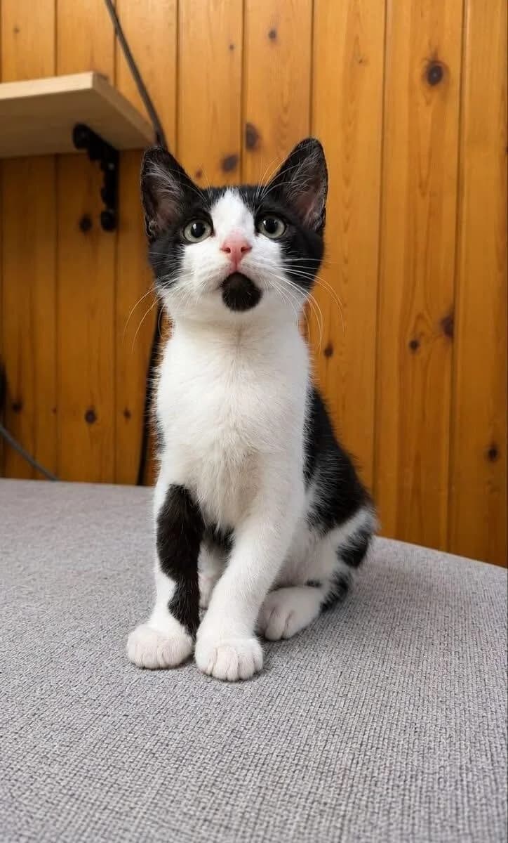 Kas 🐾 der Gentleman, male puppy mixed breed for adoption at Heroes for Cyprus Cats / Zypernkatzen, Kirchheim bei München