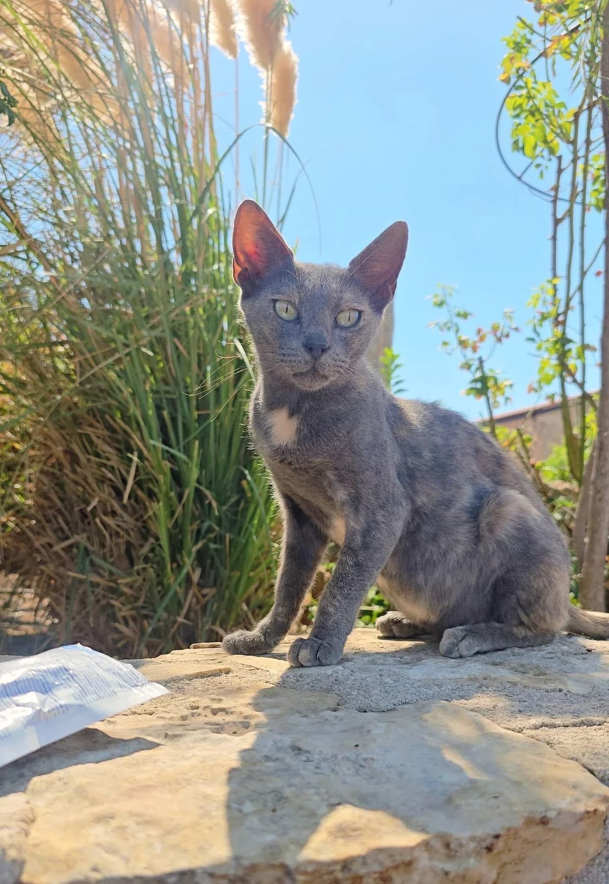 Calen 🐾 lernt zu vertrauen, female young mixed breed for adoption at Heroes for Cyprus Cats / Zypernkatzen, Kirchheim bei München