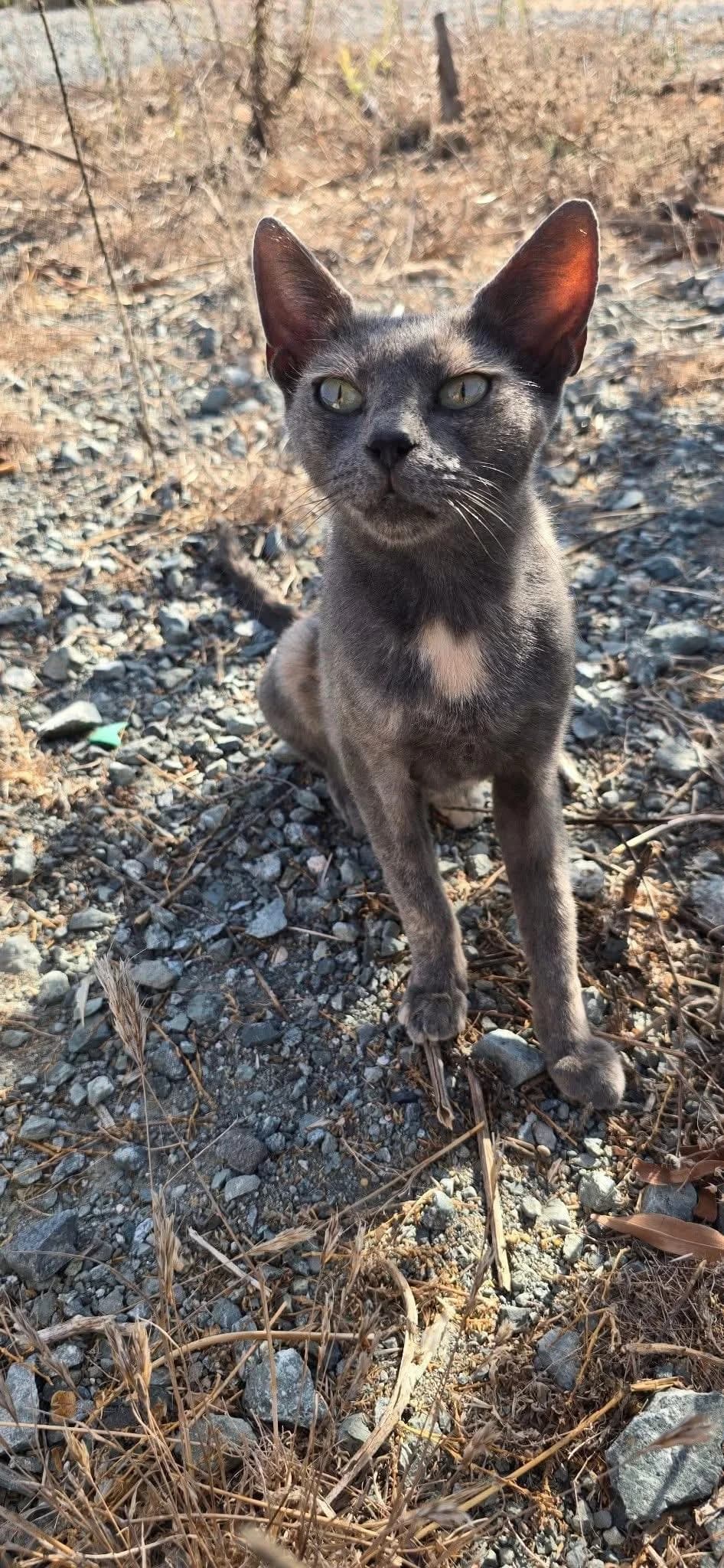 Calen 🐾 lernt zu vertrauen, female young mixed breed for adoption at Heroes for Cyprus Cats / Zypernkatzen, Kirchheim bei München