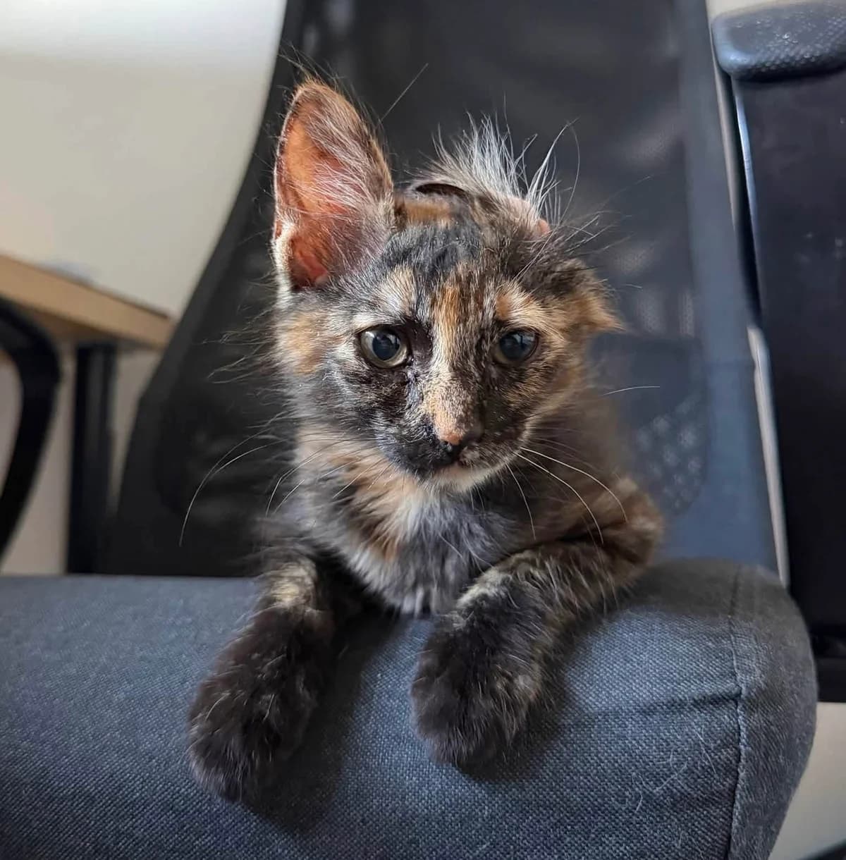 Maze 🐾 mit dem lustigen Knickohr, female puppy mixed breed for adoption at Heroes for Cyprus Cats / Zypernkatzen, Kirchheim bei München