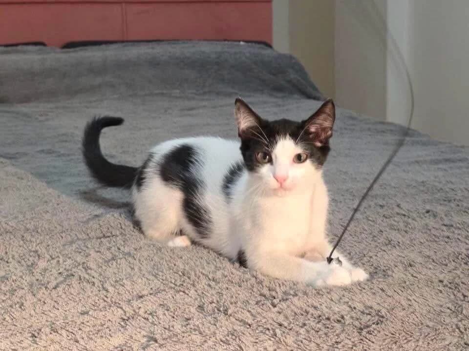 Athena 🐾 die Räubertochter, female puppy mixed breed for adoption at Heroes for Cyprus Cats / Zypernkatzen, Kirchheim bei München