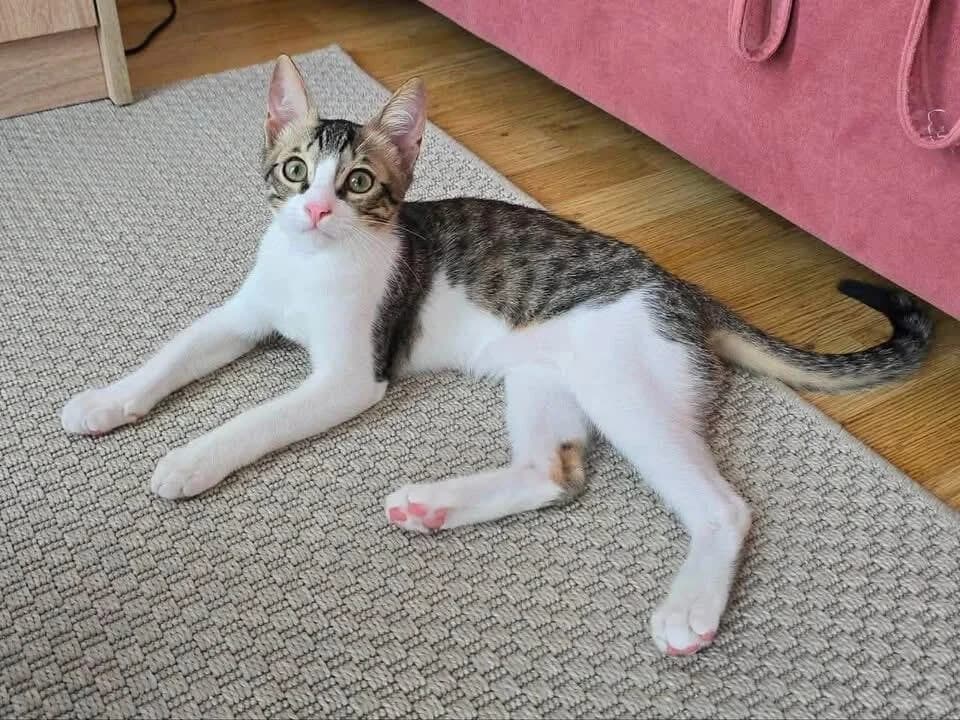 Aristotle 🐾 der Schlaue, male puppy mixed breed for adoption at Heroes for Cyprus Cats / Zypernkatzen, Kirchheim bei München