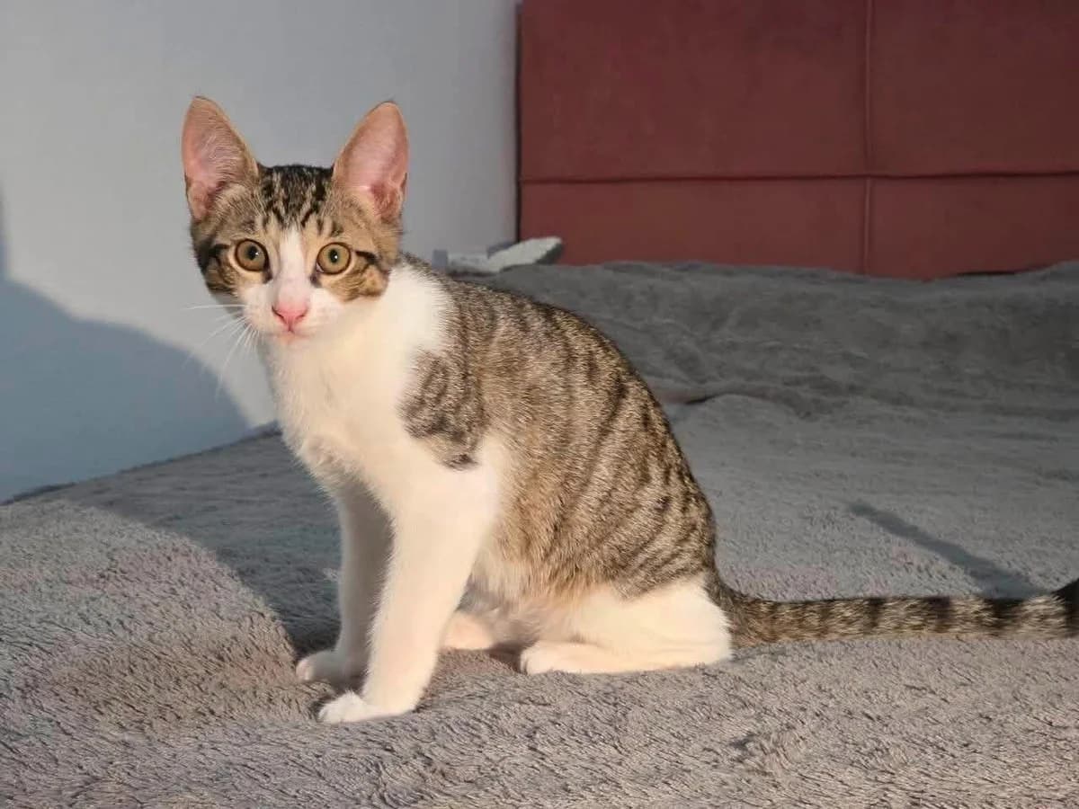 Aristarchus 🐾 der Mutige, male puppy mixed breed for adoption at Heroes for Cyprus Cats / Zypernkatzen, Kirchheim bei München