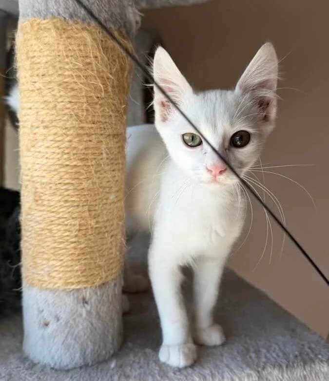 Plombir 🐾 süß wie Eiscreme 🍦,  (Heroes for Cyprus Cats / Zypernkatzen)