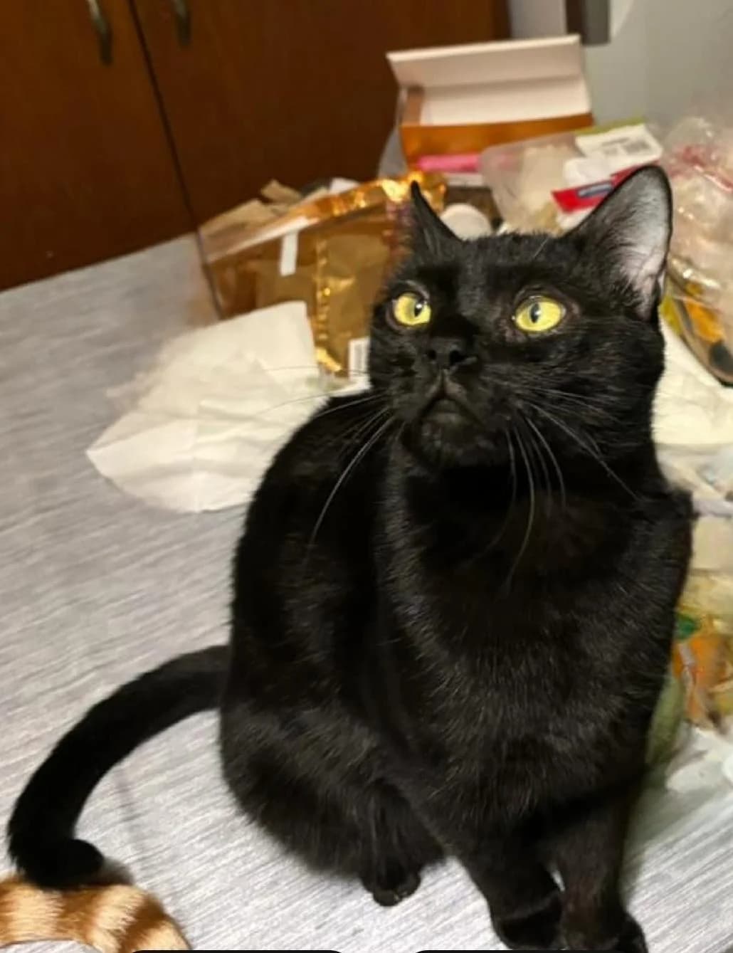 Diego 🐾 Schönheit mit Kämpferherz,  (Heroes for Cyprus Cats / Zypernkatzen)