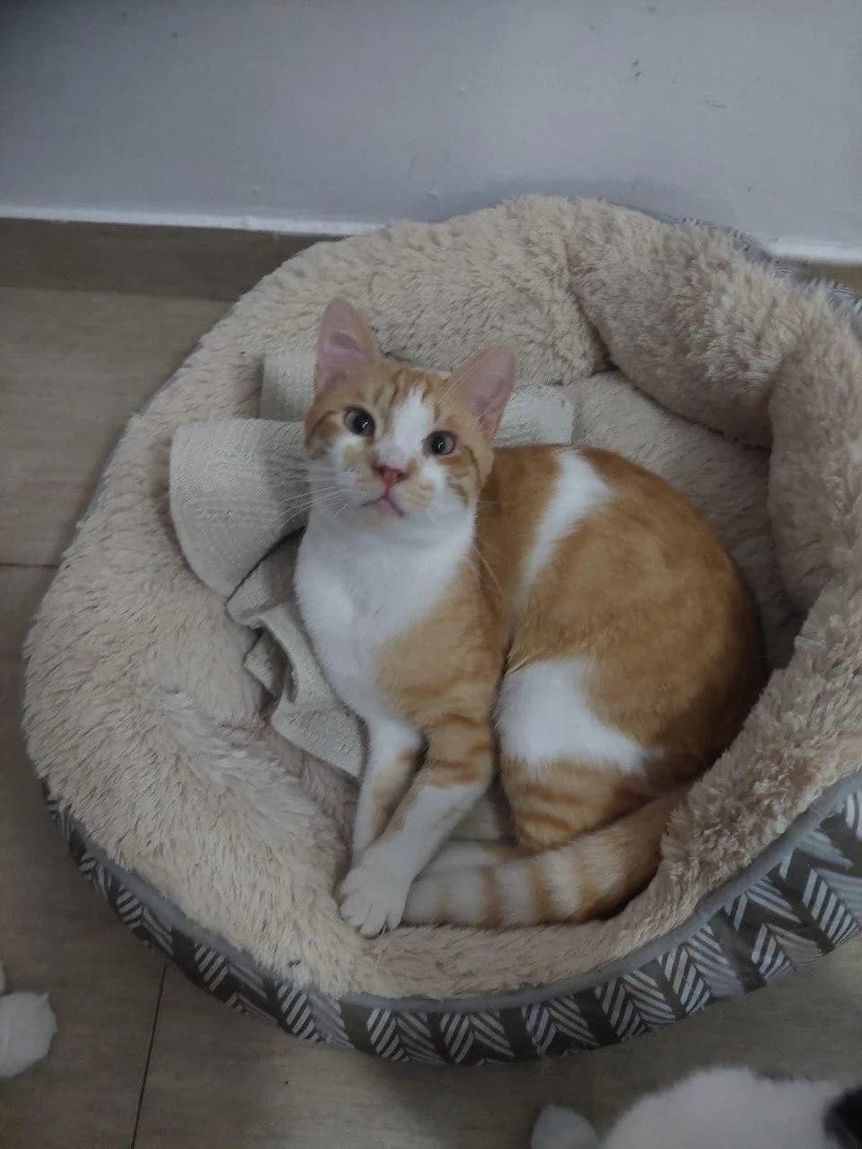 Christopher,  (Heroes for Cyprus Cats / Zypernkatzen)