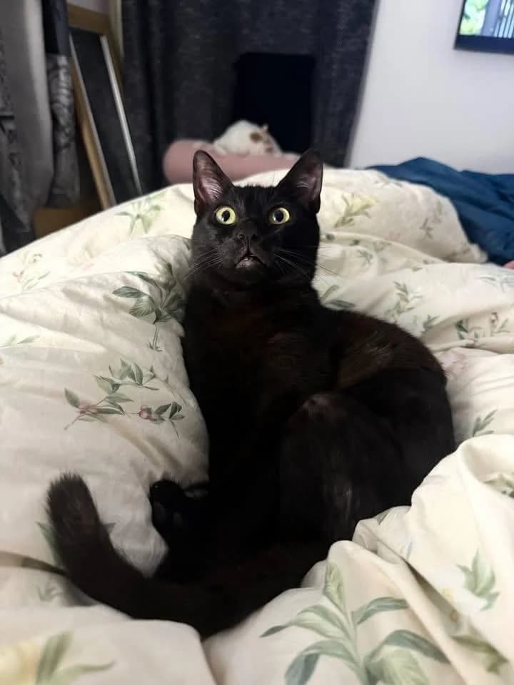 Bakh 🐾 mit dem Propeller im Po,  (Heroes for Cyprus Cats / Zypernkatzen)
