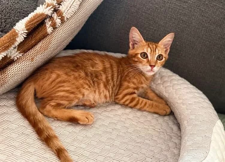Quentin 🐾 der kleine Angsthase 🐰,  (Heroes for Cyprus Cats / Zypernkatzen)