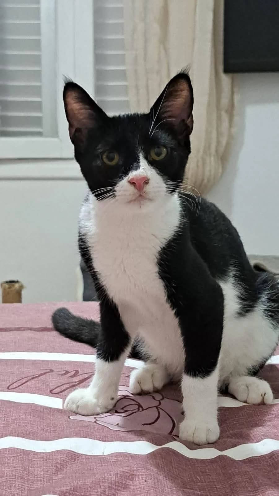 Fabio,  (Heroes for Cyprus Cats / Zypernkatzen)