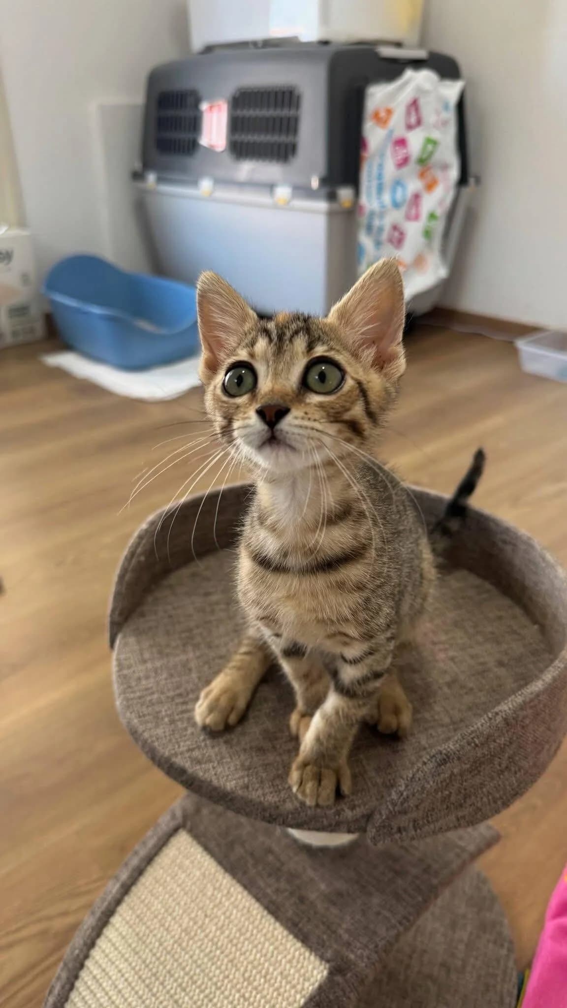 Lyra 🐾 der perfekte Mix 🌈,  (Heroes for Cyprus Cats / Zypernkatzen)