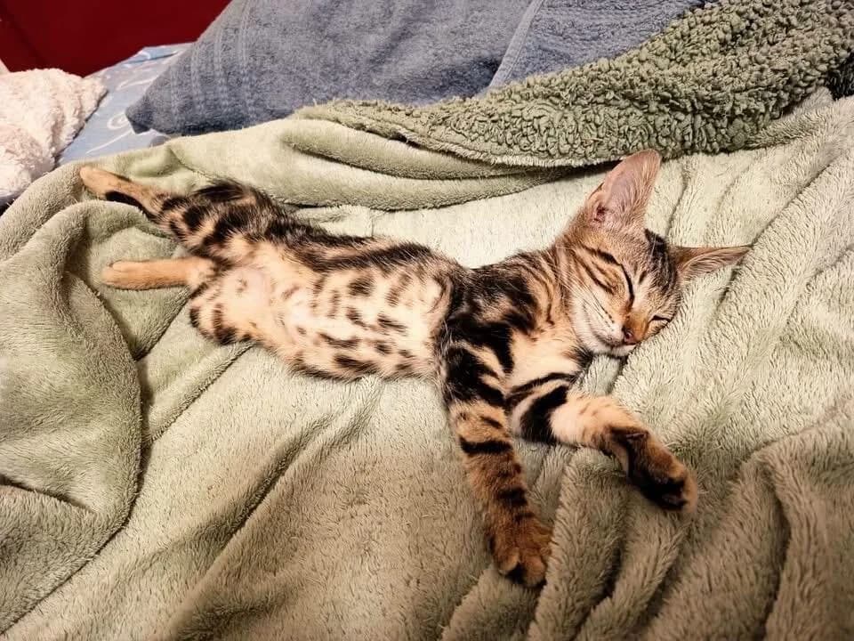 Teo 🐾 der Profischmuser 😻,  (Heroes for Cyprus Cats / Zypernkatzen)