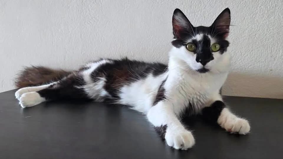 Cherry 🍒 die Prinzessin des Haushalts 👑,  (Heroes for Cyprus Cats / Zypernkatzen)