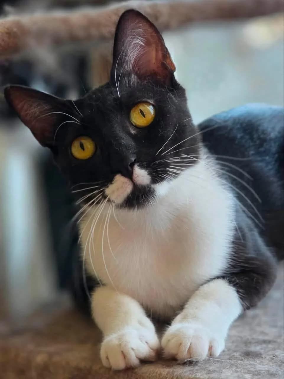 Armi 🐾 mag kein Chaos zuhause 🏠, female young mixed breed for adoption at Heroes for Cyprus Cats / Zypernkatzen, Kirchheim bei München