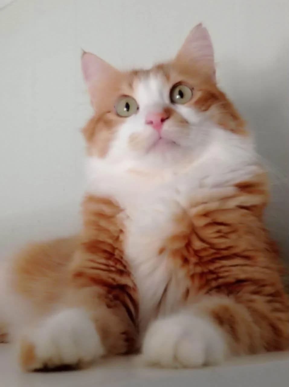 Sanya 🐾 vermisst, female 4yo mixed breed for adoption at Heroes for Cyprus Cats / Zypernkatzen, Kirchheim bei München