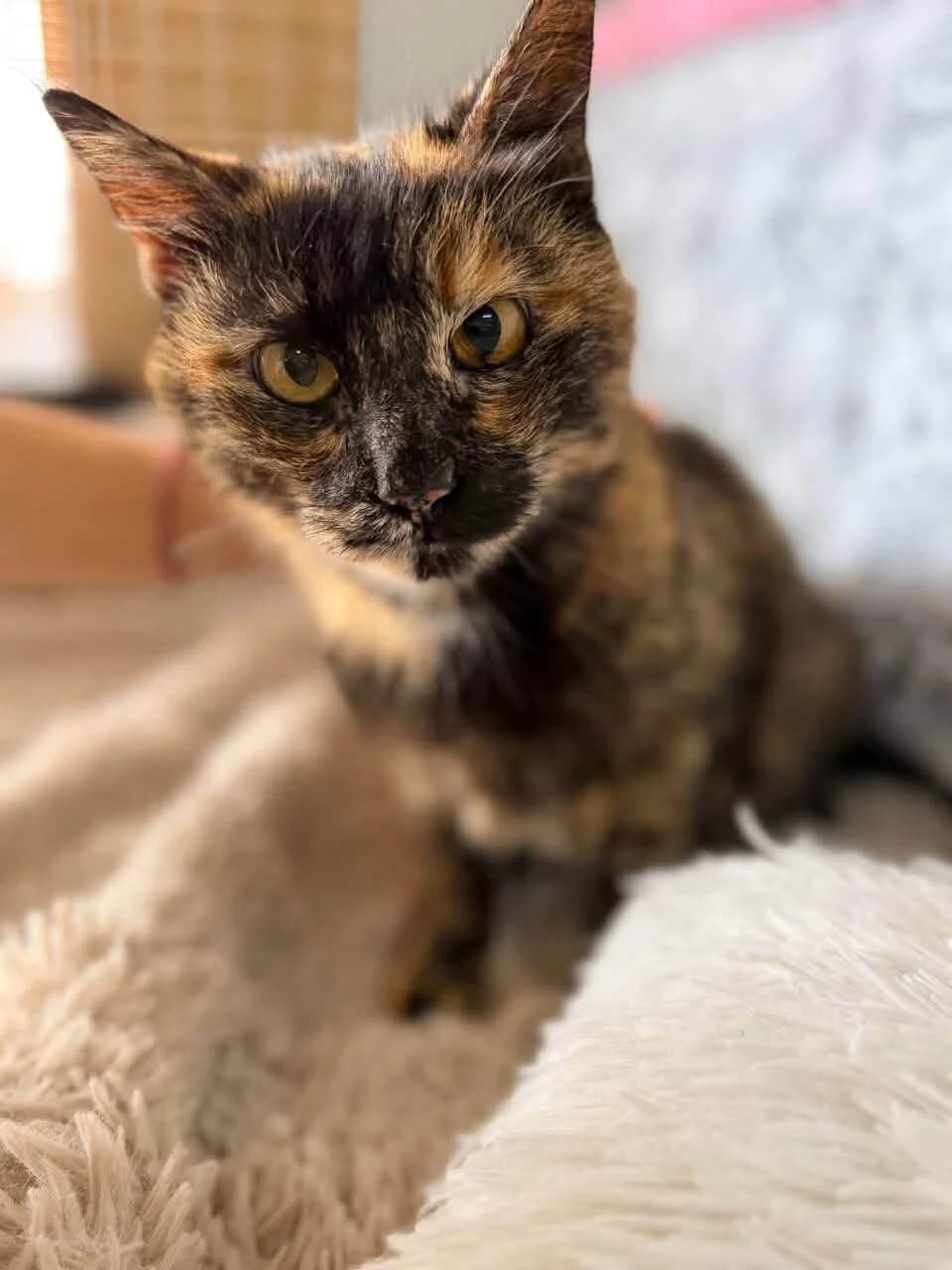 Zara 🐾, female 5yo mixed breed for adoption at Heroes for Cyprus Cats / Zypernkatzen, Kirchheim bei München