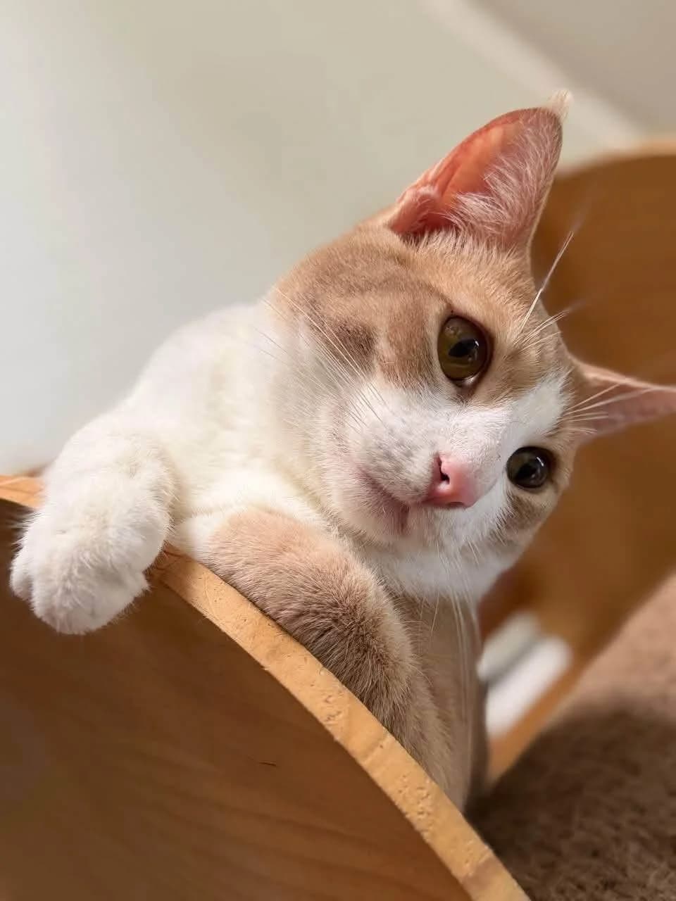 Pokky 🐾 sanft & gutmütig 🪶,  (Heroes for Cyprus Cats / Zypernkatzen)