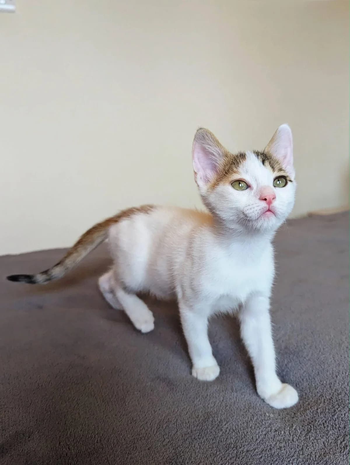 Mia 🐾 die Unwiderstehliche 😊,  (Heroes for Cyprus Cats / Zypernkatzen)