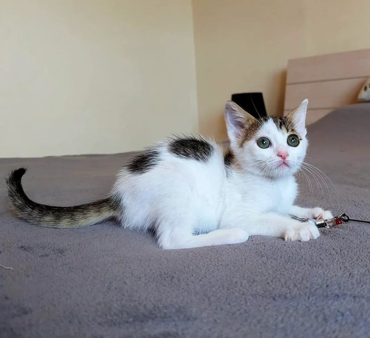 Lara 🐾 mit dem Herz ❤️ eines Tigers 🐯, female puppy mixed breed for adoption at Heroes for Cyprus Cats / Zypernkatzen, Kirchheim bei München
