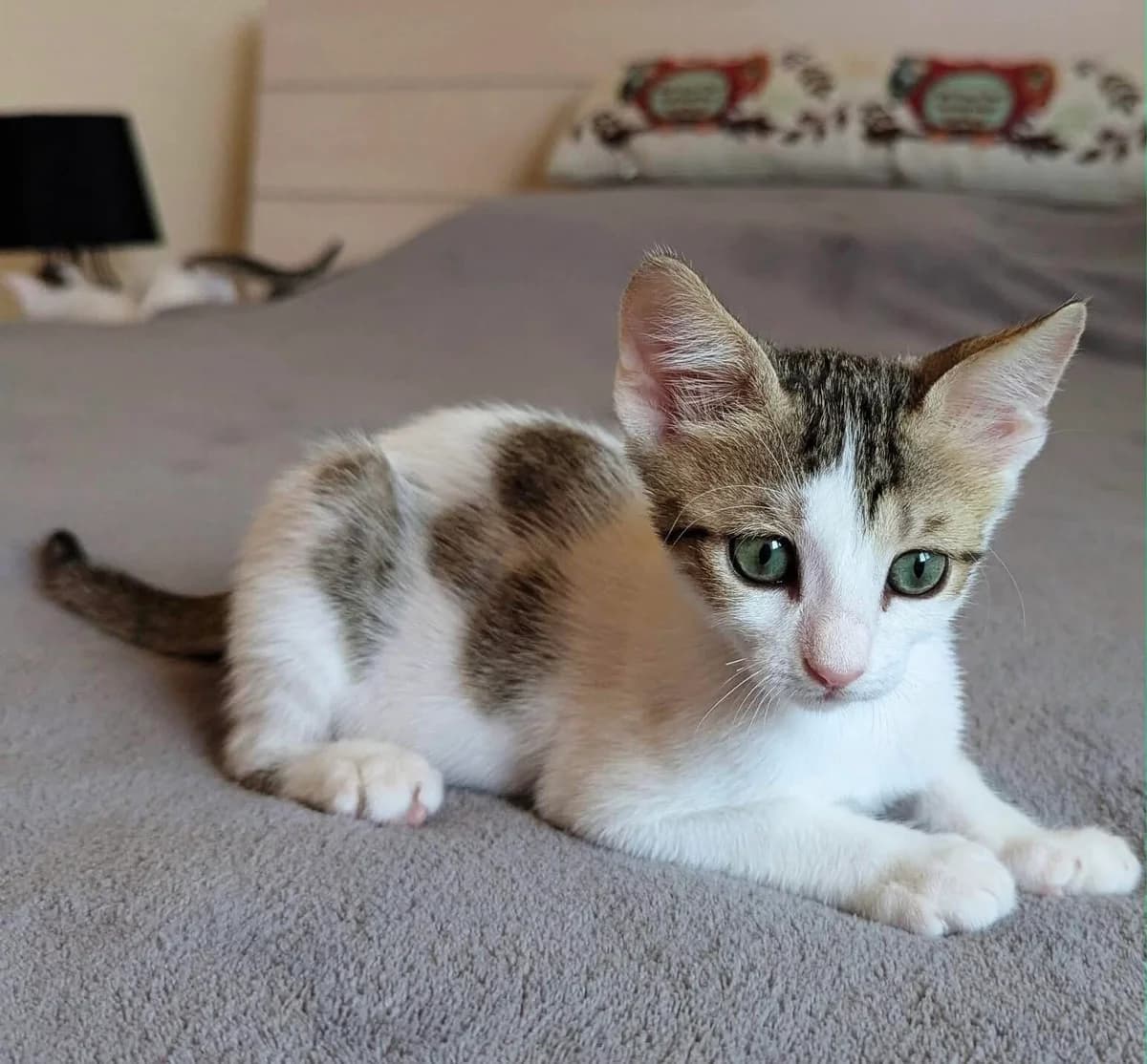 Croft 🐾 der Schmusekater 😻, male puppy mixed breed for adoption at Heroes for Cyprus Cats / Zypernkatzen, Kirchheim bei München