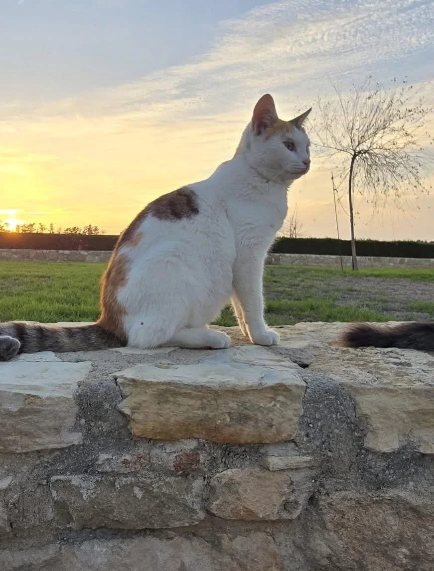 Patch 🐾,  (Heroes for Cyprus Cats / Zypernkatzen)