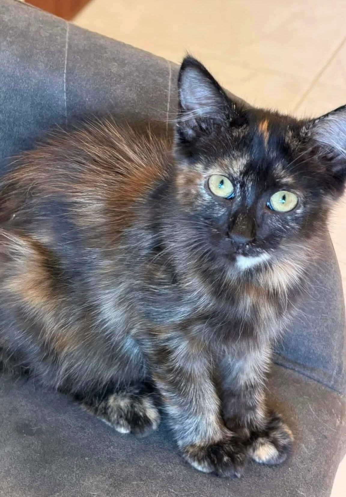 Patricia 🐾 bringt Spaß ins Leben 🥳, female puppy mixed breed for adoption at Heroes for Cyprus Cats / Zypernkatzen, Kirchheim bei München
