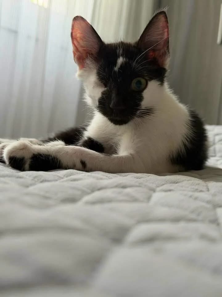 Magpie 🐾 lässt sich nicht unterkriegen 💪🏼,  (Heroes for Cyprus Cats / Zypernkatzen)