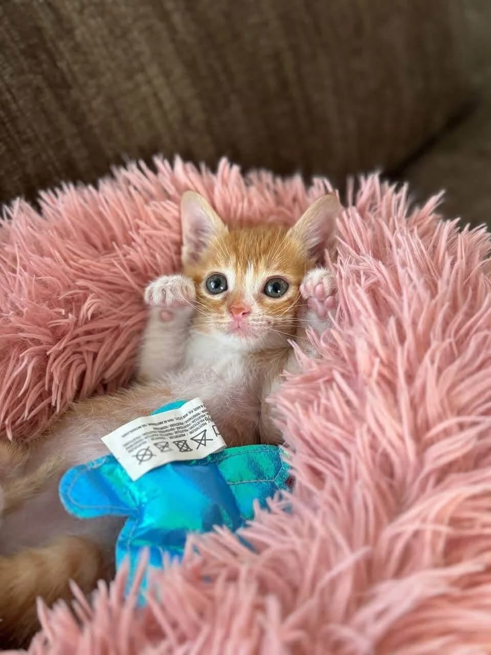 Milana 🐾 die rote Zuckerschnute 🍭, female puppy mixed breed for adoption at Heroes for Cyprus Cats / Zypernkatzen, Kirchheim bei München