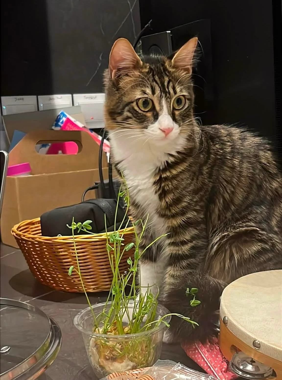 Ishtar 🐾, weiss female young mixed breed for adoption at Heroes for Cyprus Cats / Zypernkatzen, Kirchheim bei München