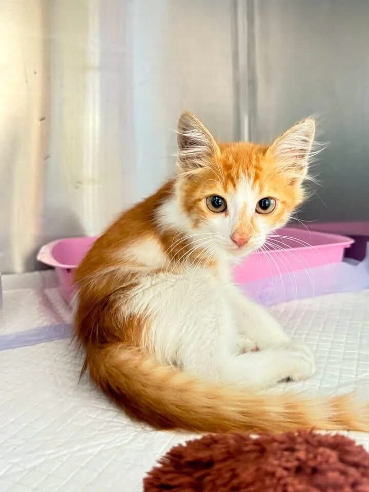 Buddy 🐾 nomen est omen, male puppy mixed breed for adoption at Heroes for Cyprus Cats / Zypernkatzen, Kirchheim bei München
