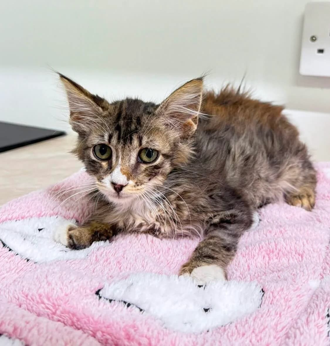 Tilly 🐾 hat viel Liebe im Herzen ♥️, female puppy mixed breed for adoption at Heroes for Cyprus Cats / Zypernkatzen, Kirchheim bei München