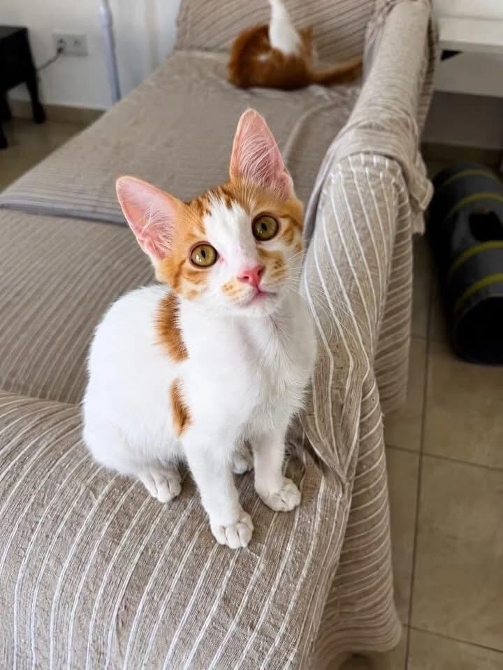 Mert 🐾,  (Heroes for Cyprus Cats / Zypernkatzen)