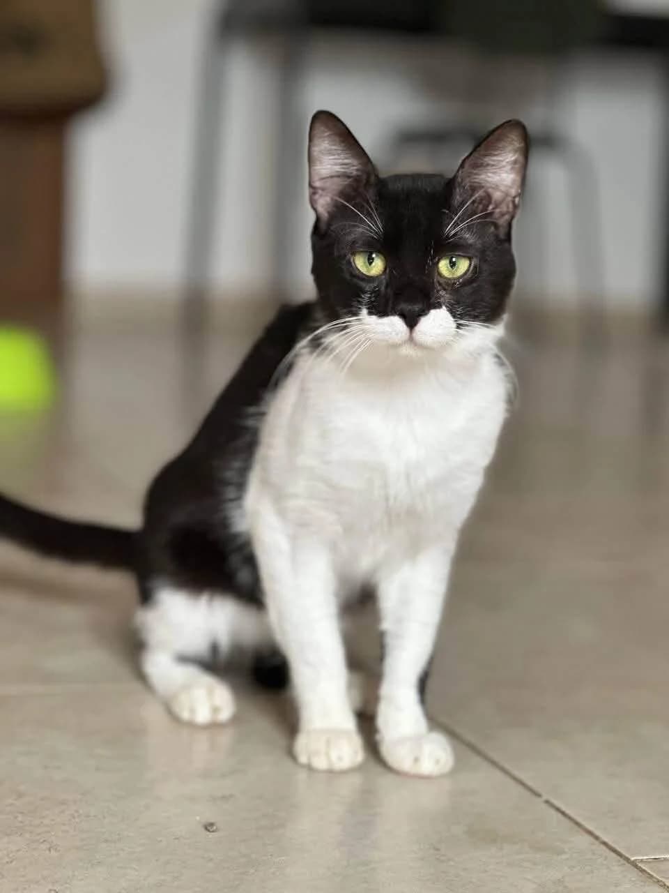 Google 🐾 schlau, male young mixed breed for adoption at Heroes for Cyprus Cats / Zypernkatzen, Kirchheim bei München