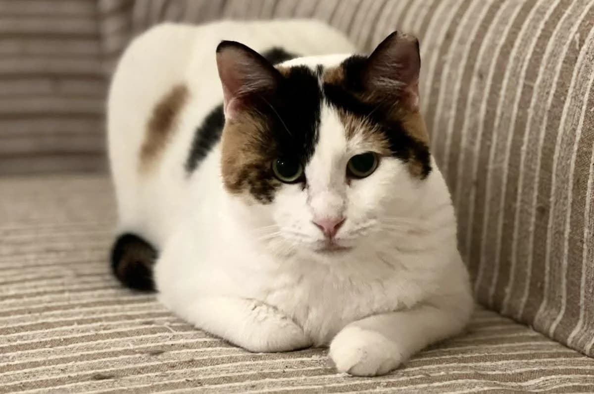 Mila 🐾 hat noch Angst, female young mixed breed for adoption at Heroes for Cyprus Cats / Zypernkatzen, Kirchheim bei München