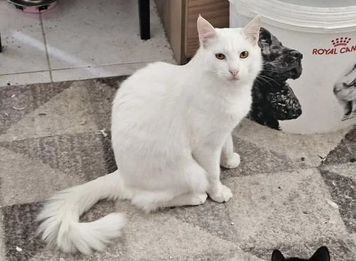 Iris 🐾 hört mit dem Herzen, male young mixed breed for adoption at Heroes for Cyprus Cats / Zypernkatzen, Kirchheim bei München